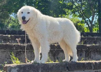 Nuovo traguardo per l’allevatore Gabriele Baliva: Nina proclamata campionessa italiana di bellezza