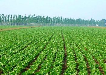 Agricoltura e innovazione tecnologica, 3 milioni 500 mila euro per finanziare progetti di giovani agricoltori