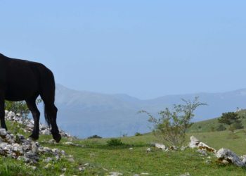 Centinaia di mucche e di cavalli al pascolo senza custodia, multe salate per i proprietari