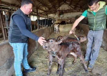 Parto rarissimo in una stalla abruzzese: sono nati tre vitellini gemelli
