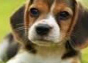 Amici a 4 zampe, giornata del microchip a Casoli