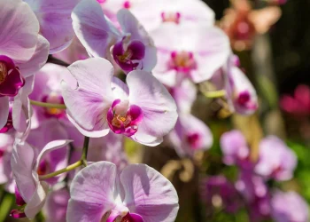 Bellezze rare in terre uniche, la conservazione come strumento di valorizzazione del territorio