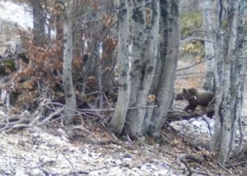 Gli orsetti di Amarena sarebbero stati nutriti da un cittadino, il Parco: verificare, gesto sconsiderato