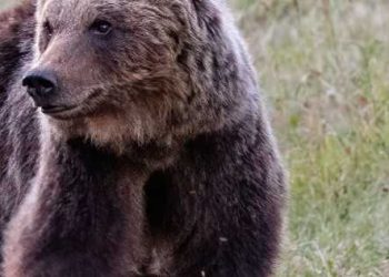 L’orso marsicano rischia di estinguersi, campagna del Wwf per salvare la specie: tutte le informazioni