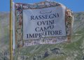 Campo Imperatore, al via la 64esima edizione della rassegna ovini: candidature entro metà luglio per partecipare