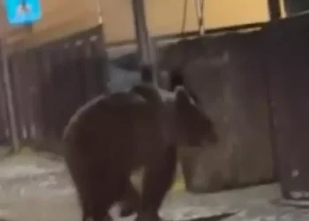 Orsa Amarena, chiuse le indagini: contestato il reato di uccisione di animali aggravata da crudeltà