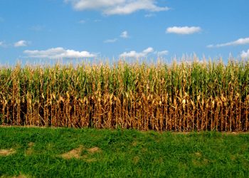 L’Abruzzo in agris su siccità, lievitano i prezzi di mais e foraggio animali