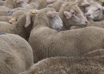 Al via il progetto “Decode” promosso dal Parco Nazionale del Gran Sasso e Monti della Laga per gli allevamenti ovicaprini