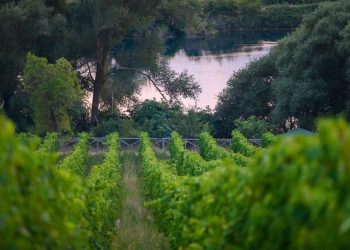 Torna il Cerasuolo di Pasetti, celebrato con un press tour alla scoperta dei vigneti in altitudine