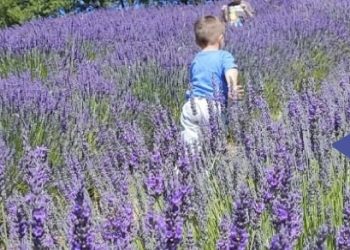 Torna Estate nel bosco, il campo estivo gratuito per bambini da 4 a 6 anni