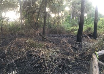 Emergenza Riserva dannunziana, il programma dedicato al verde del candidato sindaco Pettinari