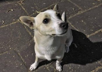 Il grande caldo: come proteggere i cani dalle temperature torride