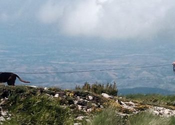 Sicurezza in montagna, gli uomini del soccorso alpino addestrano i cani molecolari