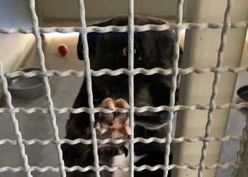 La denuncia di M5s: “I cani di Pescara abbandonati ad una vita di reclusione”