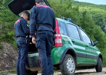 Raccolta del tartufo, controlli dei carabinieri forestali contro i raccoglitori abusivi