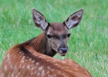 Se li tocchi li uccidi, come comportarsi in caso di incontro con i cuccioli di cervo