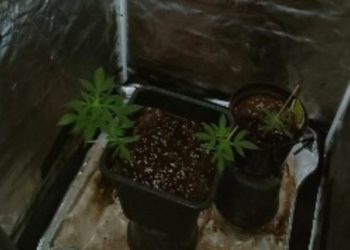 Ex opificio affittato come sala musica diventa serra della droga, arrestato 32enne