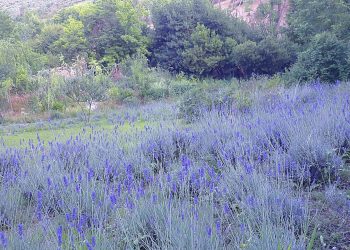 Passeggiata nei giardini della Lavanda al parco paesaggistico Lauretum
