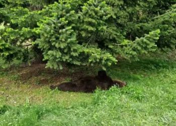 Orso morto, associazioni tartufai contro l’Aidaa: “Cercare i colpevoli tra i delinquenti”