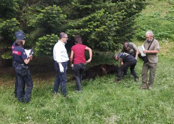 shock nel Parco, trovato un orso morto: giallo sulla causa del decesso