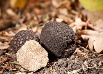 Tartufo d’Abruzzo, una eccellenza tutta italiana