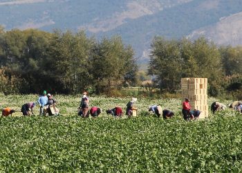 Temperature torride, l’ordinanza della Regione: stop a lavori agricoli e cantieri nelle ore più calde