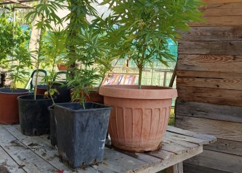 Arrestato un produttore di marijuana, individuate dalla Gdf 8 piante di cannabis