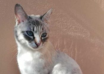 Gattina uccisa a bastonate e calci: animalisti mettono la taglia sui responsabili