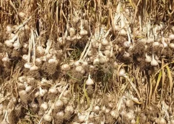 La siccità colpisce anche l’aglio rosso Sulmona, ma la qualità resta buona