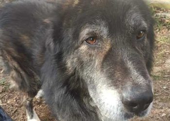 Asfalto bollente e colpi di sole, i nemici estivi del nostro cane: i consigli degli esperti