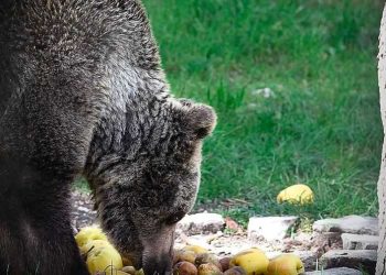 Addio all’orsa Caterina, era stata salvata dopo una vita in gabbia: simbolo di riscatto