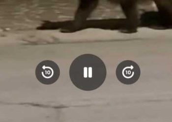 Orsa Gemma zoppicante e malata in giro per le strade del borgo, le straordinarie immagini