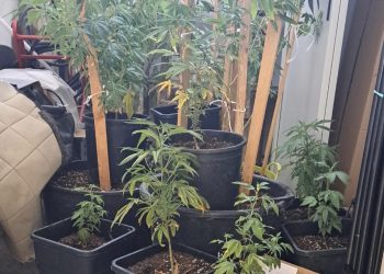 Servizio antidroga, carabinieri di Giulianova scoprono coltivazione casalinga di marijuana