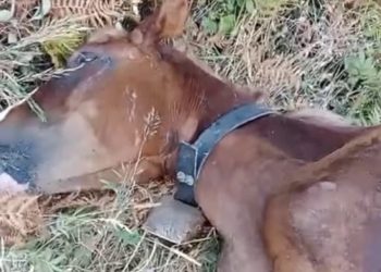 La cavalla di Sant’Eufemia non ce l’ha fatta: le associazioni denunciano i responsabili