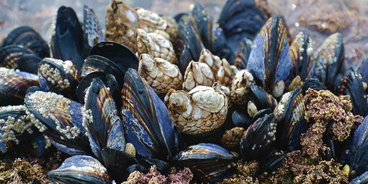molluschi
