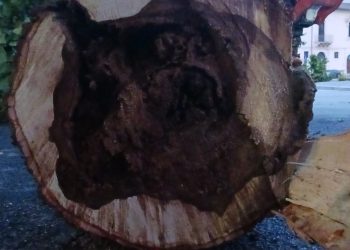 Alberi tagliati in piazza Garibaldi, il Comune: ripristinata la sicurezza