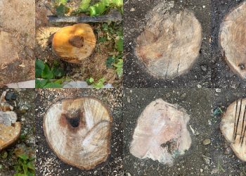 Alberi tagliati a Sulmona, Pizzola: “Il Comune inganna ambientalisti e i cittadini”