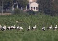 Le cicogne si fermano nel territorio di Mosciano Sant’Angelo per riposarsi durante migrazione