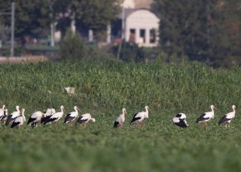Le cicogne si fermano nel territorio di Mosciano Sant’Angelo per riposarsi durante migrazione