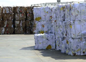 Gattino gettato nel compattatore muore stritolato, inviato esposto alla procura