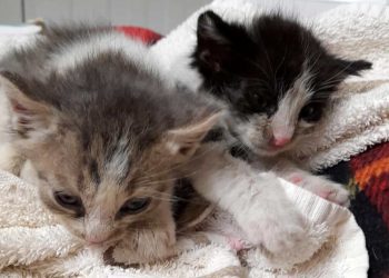 Tre gattini intrappolati in un vespaio, condannati a morire