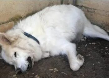 Il cane Card muore di paura a causa dei fuochi d’artificio