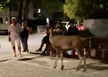 Caccia ai cervi, Regione Abruzzo: indicata da pareri scientifici