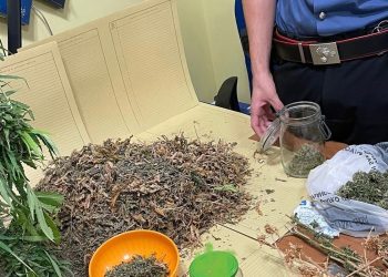 Piante di droga “in bella mostra” in giardino, arrestate due persone