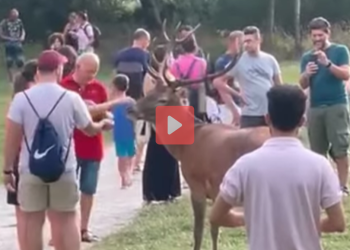 Nuova follia in Abruzzo: ecco i turisti che sfamano e accarezzano cervi in natura (video)