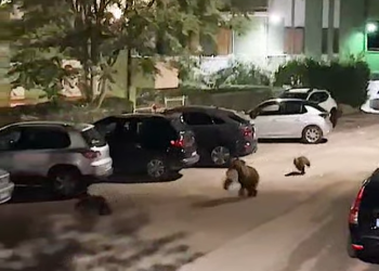 L’orsa Petra mangia rifiuti a Lecce nei Marsi, il Pnalm: “Trasformiamo il territorio a misura d’orso”