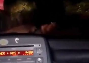 Mamma orsa e i suoi due cuccioli scappano terrorizzati inseguiti da un’auto: ecco il “folle” video