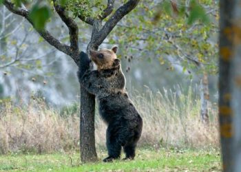 Orso a Forme, emessa ordinanza: tutte le regole per rispettare l’animale, no a video e inseguimenti