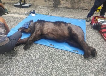 Morte orso, lettera al Ministro dell’Ambiente: “Uccidere cervi e cinghiali per sfamare gli orsi”