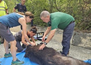 Ancora una bufera social sulla morte di un orso, parla Sammarone: “Al Pnalm personale qualificato”